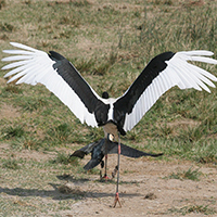 birds in uganda