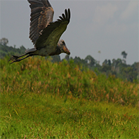 Shoebill - bird watching safaris