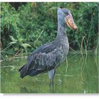 Shoebill - bird watching safaris